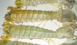 泉州甜虾爆料视频最新,美味与营养的完美融合